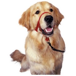 HEADCOLLAR Anti-trek - Hondenhalsband, lijnen en harnassen Honden - Webshop - Verwen je dier