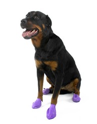 Pawz Hondenschoen Large (12 stuks)